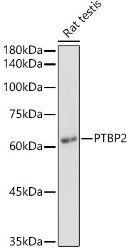 PTBP2 Rabbit polyclonal antibody