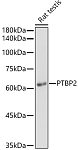 Western blot - PTBP2 Rabbit pAb (A6054)