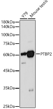 PTBP2 Rabbit polyclonal antibody