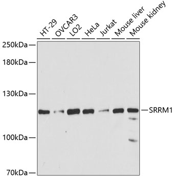 SRRM1 Rabbit polyclonal antibody