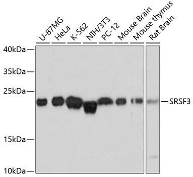 SRSF3 Rabbit polyclonal antibody