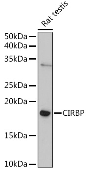 CIRBP Rabbit polyclonal antibody