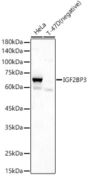 IGF2BP3 Rabbit polyclonal antibody