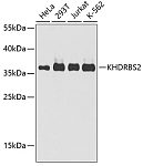 Western blot - KHDRBS2 Rabbit pAb (A6102)