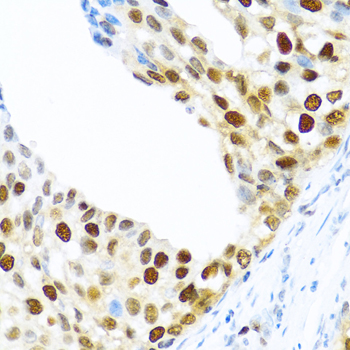 KHDRBS2 Rabbit polyclonal antibody