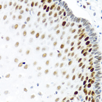 KHDRBS2 Rabbit polyclonal antibody