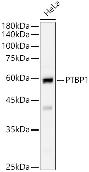 PTBP1 Rabbit polyclonal antibody