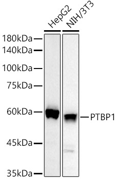 PTBP1 Rabbit polyclonal antibody