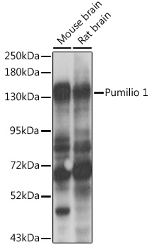 Pumilio 1 Rabbit polyclonal antibody