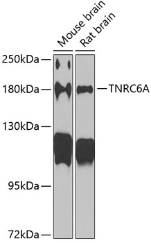 TNRC6A Rabbit polyclonal antibody
