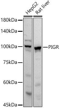 PIGR Rabbit polyclonal antibody