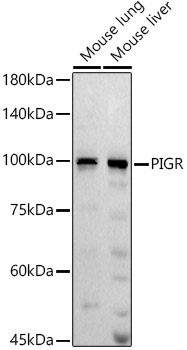 PIGR Rabbit polyclonal antibody