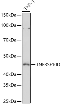 TNFRSF10D Rabbit polyclonal antibody