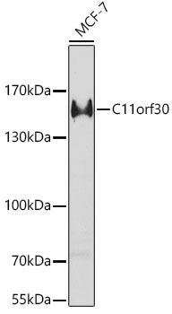 C11orf30 Rabbit polyclonal antibody