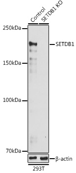 [KO Validated] SETDB1 Rabbit polyclonal antibody