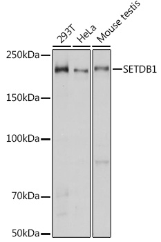 [KO Validated] SETDB1 Rabbit polyclonal antibody