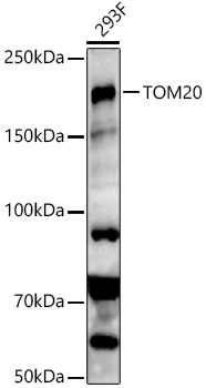 [KO Validated] SETDB1 Rabbit polyclonal antibody