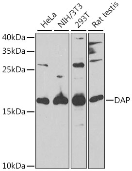 DAP Rabbit polyclonal antibody