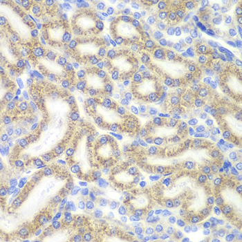 DAP Rabbit polyclonal antibody