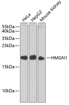 HMGN1 Rabbit polyclonal antibody