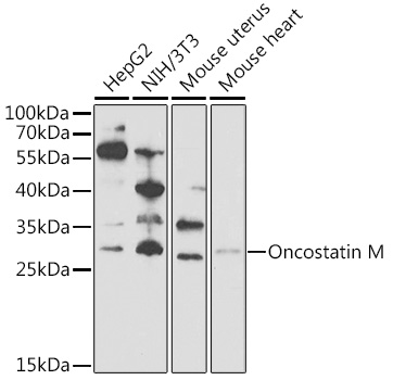 Oncostatin M Rabbit polyclonal antibody