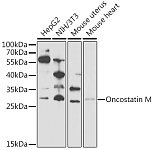 Western blot - Oncostatin M Rabbit pAb (A6163)