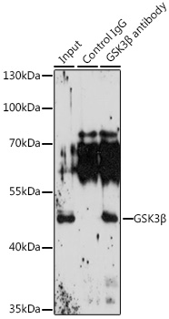 GSK3B Beta Rabbit polyclonal antibody