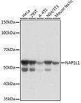 Western blot - NAP1L1 Rabbit mAb (A6174)