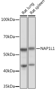 NAP1L1 Rabbit monoclonal antibody