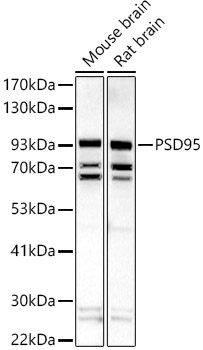 PSD95 Rabbit polyclonal antibody