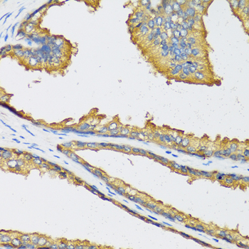 CXCL11 Rabbit polyclonal antibody