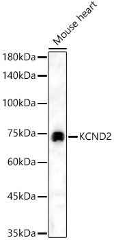 KCND2 Rabbit polyclonal antibody