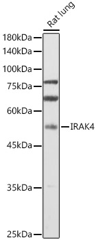 IRAK4 Rabbit polyclonal antibody