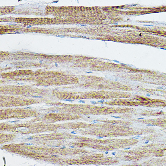 IRAK4 Rabbit polyclonal antibody