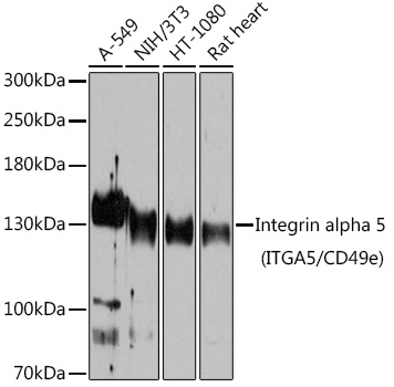 Integrin alpha 5 (ITGA5/CD49e) Rabbit pAb