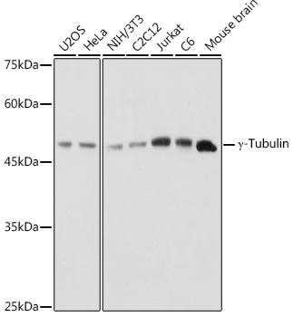 G Gamma-Tubulin Rabbit polyclonal antibody