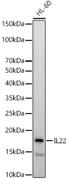 IL22 Rabbit polyclonal antibody
