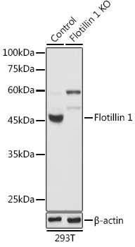 [KO Validated] Flotillin 1 Rabbit polyclonal antibody