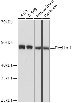[KO Validated] Flotillin 1 Rabbit polyclonal antibody