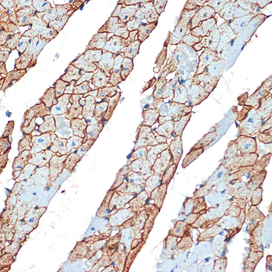[KO Validated] Flotillin 1 Rabbit polyclonal antibody