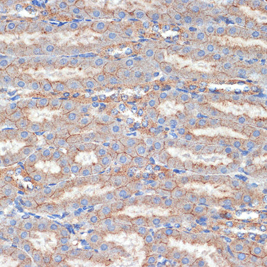 [KO Validated] Flotillin 1 Rabbit polyclonal antibody