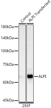 ALPI Rabbit polyclonal antibody