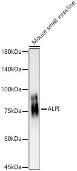 ALPI Rabbit polyclonal antibody