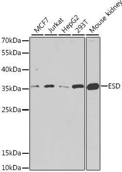 ESD Rabbit polyclonal antibody