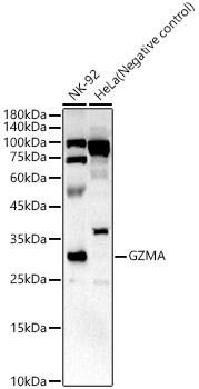 GZMA Rabbit polyclonal antibody