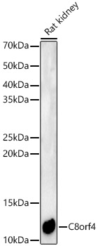 C8orf4 Rabbit polyclonal antibody