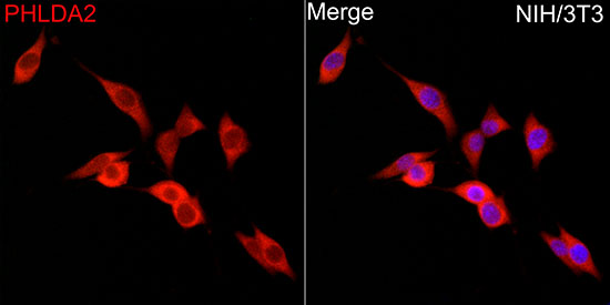 PHLDA2 Rabbit polyclonal antibody