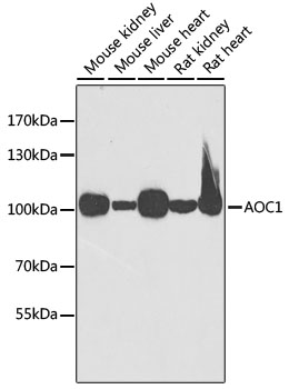 AOC1 Rabbit polyclonal antibody