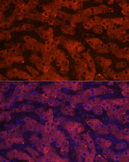 HSD17B13 Rabbit polyclonal antibody
