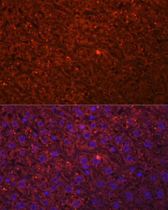 HSD17B13 Rabbit polyclonal antibody
